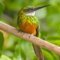 Rufous-tailed Jacamar